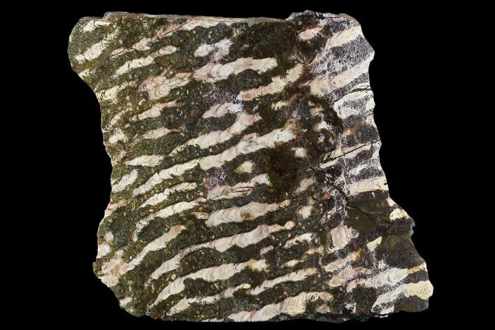 Polished Stromatolite (Collenia) Slab - Minnesota #130660